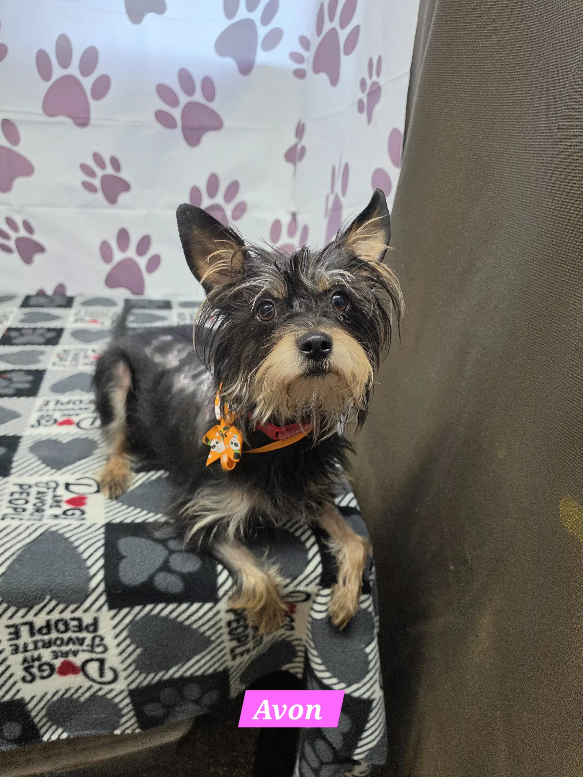 Avon - Yorkshire Terrier Yorkie