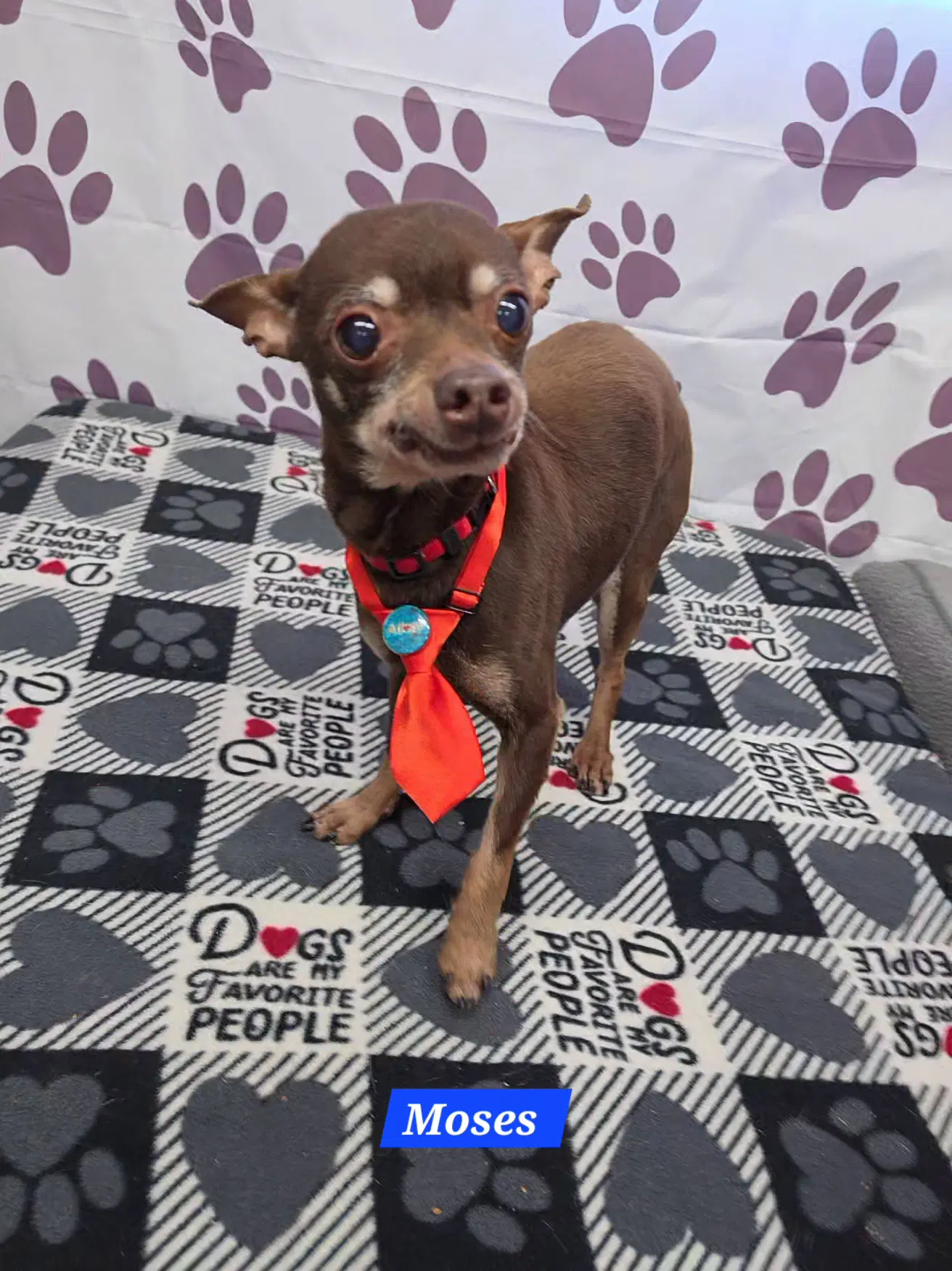 Moses - Chihuahua
