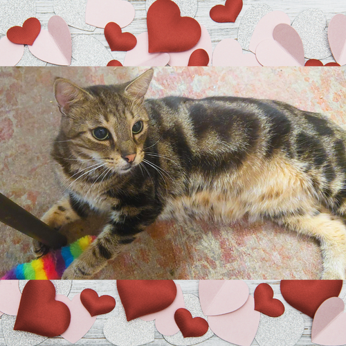 MIKEY - Tabby available for adoption