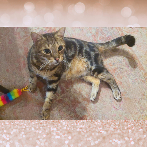 MIKEY - Tabby available for adoption