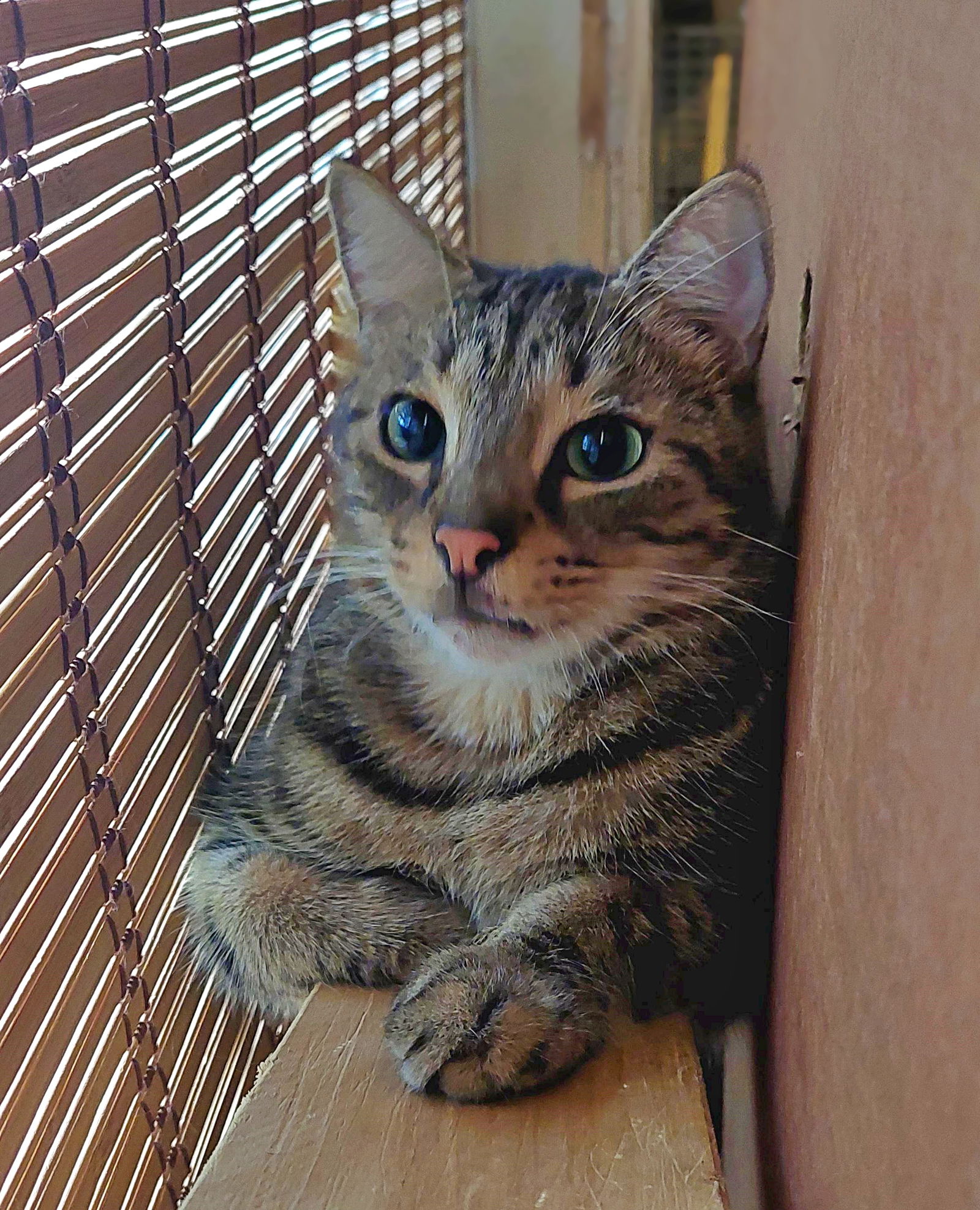 adoptable Cat in Orange City, FL named Mikey