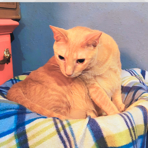 SUGAR (W/SPICE) - Domestic Short Hair available for adoption