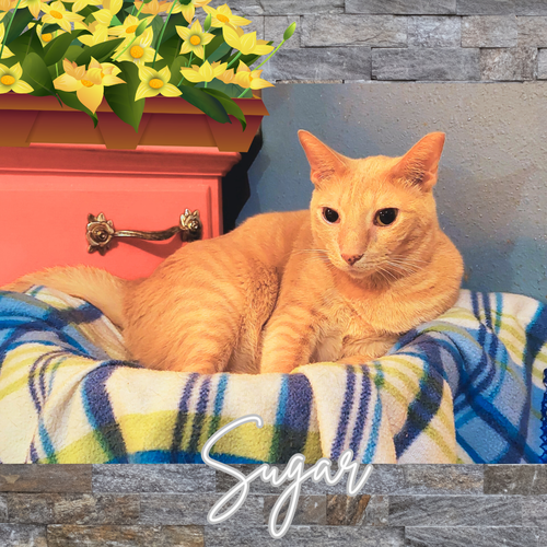 picture of the cat needing adoption