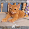 adoptable Cat in Orange City, FL named Spice (w/Sugar)