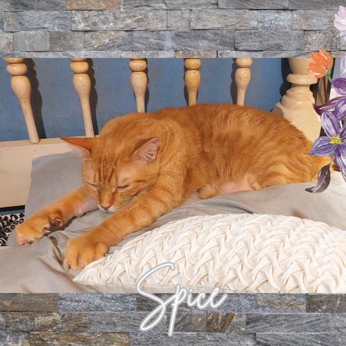 SPICE (W/SUGAR) - Domestic Short Hair available for adoption