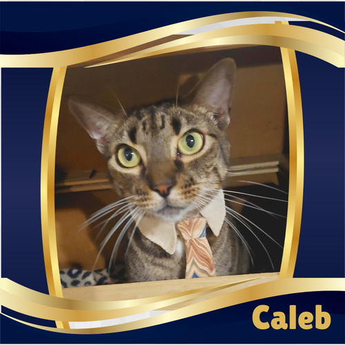 picture of the cat needing adoption