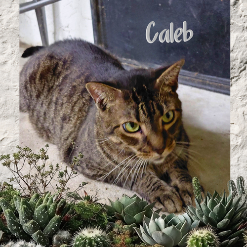 Caleb, an adoptable Tiger in Orange City, FL