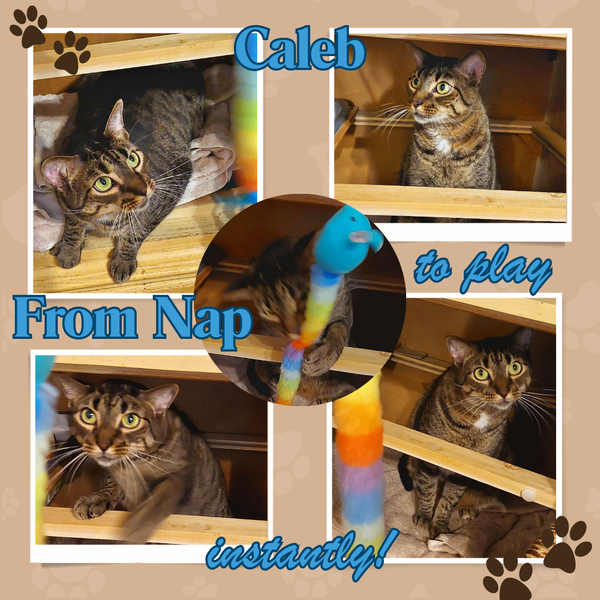 Caleb