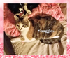 adoptable Cat in Orange City, FL named Snuggles (w/Sammy)