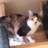 adoptable Cat in Orange City, FL named Snuggles (w/Sammy)