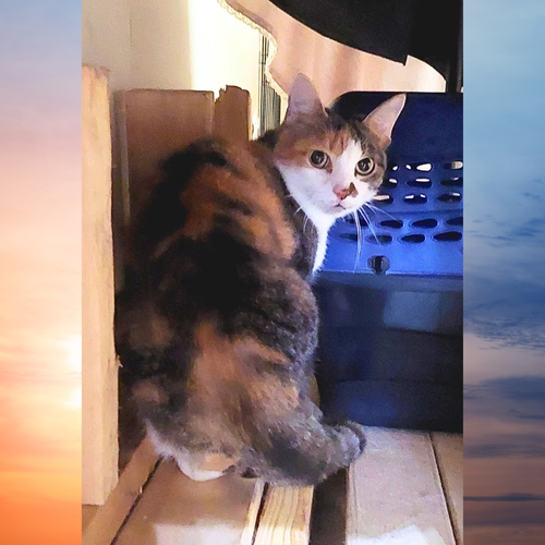 SNUGGLES - Calico available for adoption