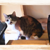 Snuggles - Photo 4