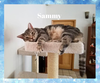 adoptable Cat in Orange City, FL named Sammy (w/Snuggles)