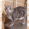 adoptable Cat in Orange City, FL named Sammy (w/Snuggles)