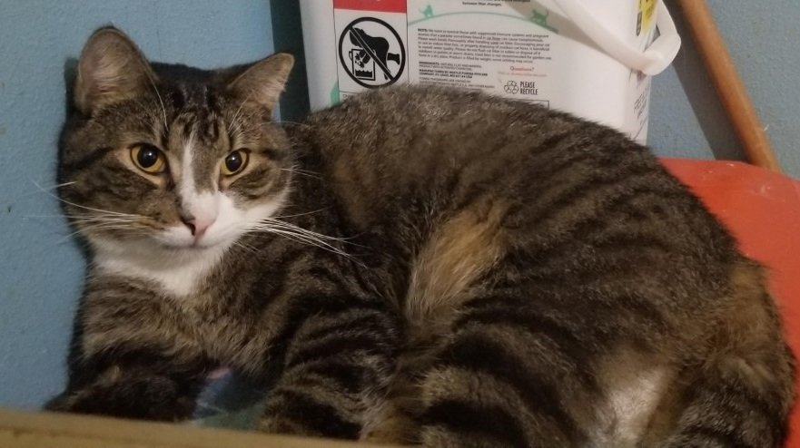 adoptable Cat in Orange City, FL named Madagascar