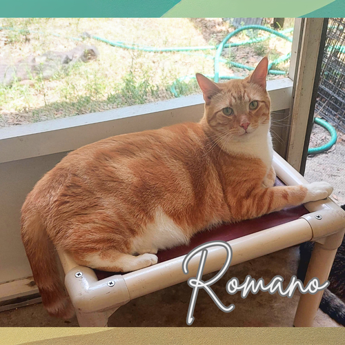 picture of the cat needing adoption
