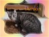 Dunkin (Barn Cat)