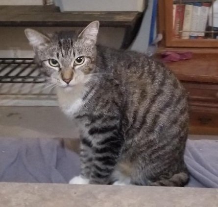 adoptable Cat in Orange City, FL named Dunkin (Barn Cat)