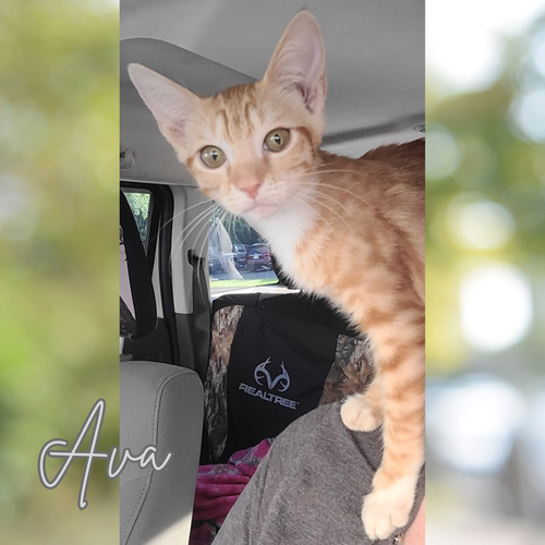 picture of the cat needing adoption