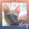 adoptable Cat in orange city, FL named Avery