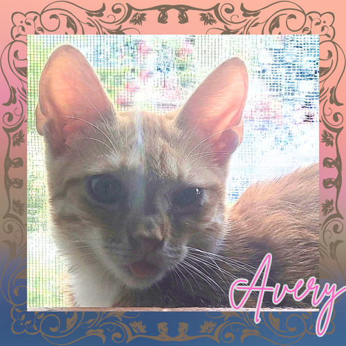 picture of the cat needing adoption