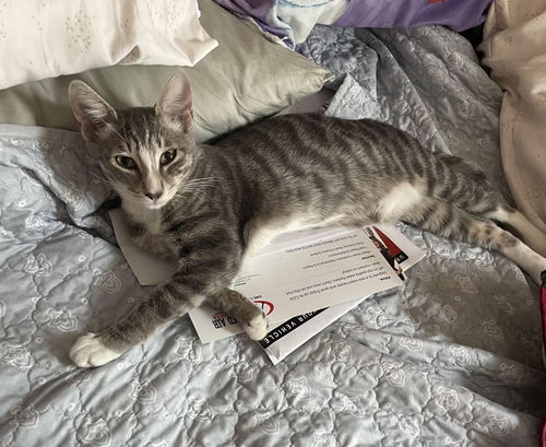 picture of the cat needing adoption