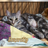 Serenity - Photo 2