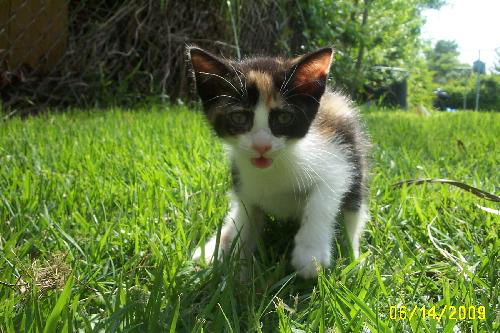 Bandit