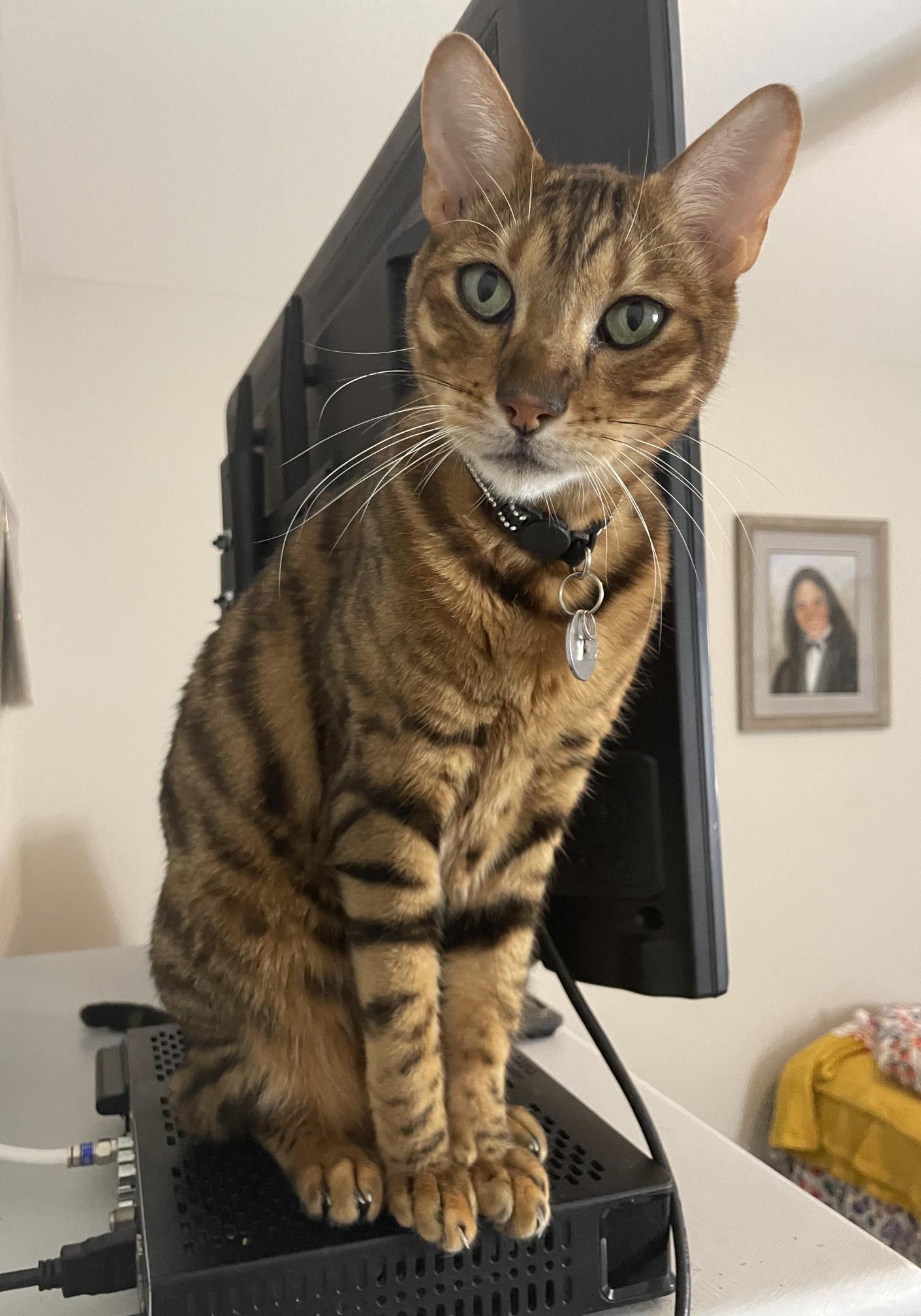 Maya (Toyger)