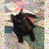 adoptable Cat in , FL named Blaze