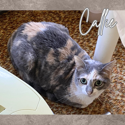 picture of the cat needing adoption
