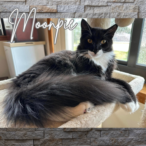 picture of the cat needing adoption