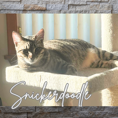 picture of the cat needing adoption