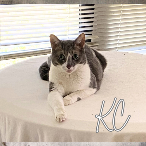 picture of the cat needing adoption