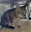 adoptable Cat in orange city, FL named Cassandane