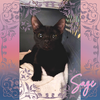 adoptable Cat in Orange City, FL named Sage