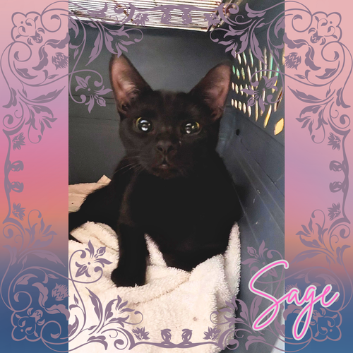 picture of the cat needing adoption