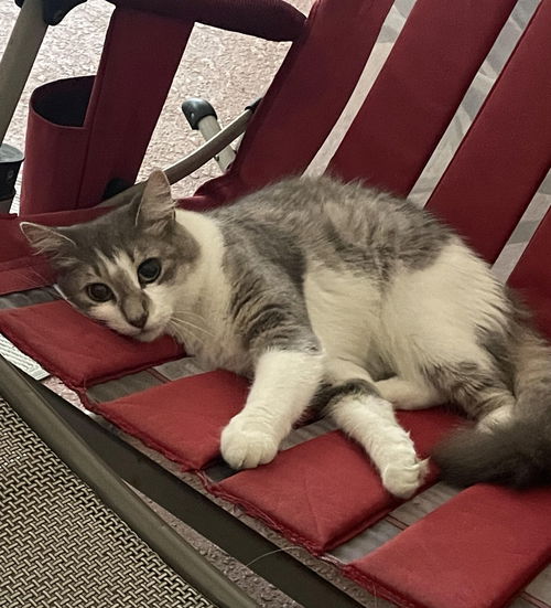 picture of the cat needing adoption