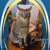 adoptable Cat in orange city, FL named Benny (w/Jerry)?