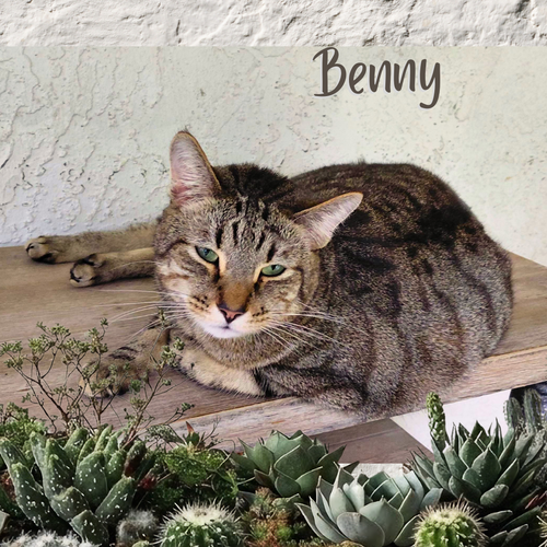 Benny, an adoptable Tiger in Orange City, FL