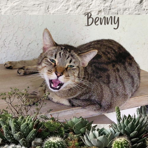 BENNY - Tiger available for adoption