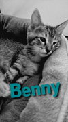 Benny - Photo 4