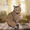 Tippi