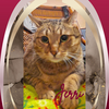 adoptable Cat in orange city, FL named Jerri (w/Benny)?