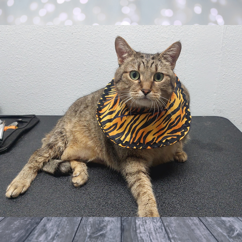 JERRI - Tiger available for adoption