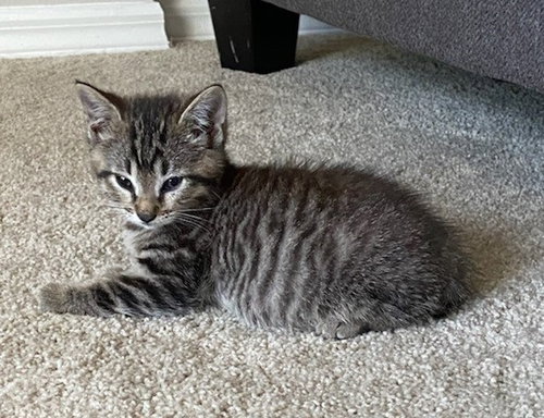 Photo 2 of Cookie (w/Sugar)