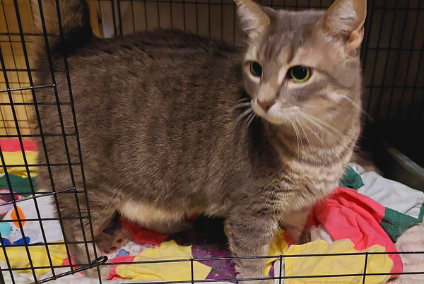 Meowlica
