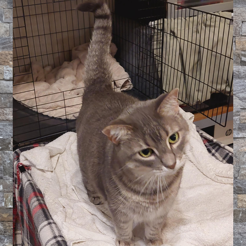 picture of the cat needing adoption