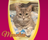 Meowlica - Photo 3