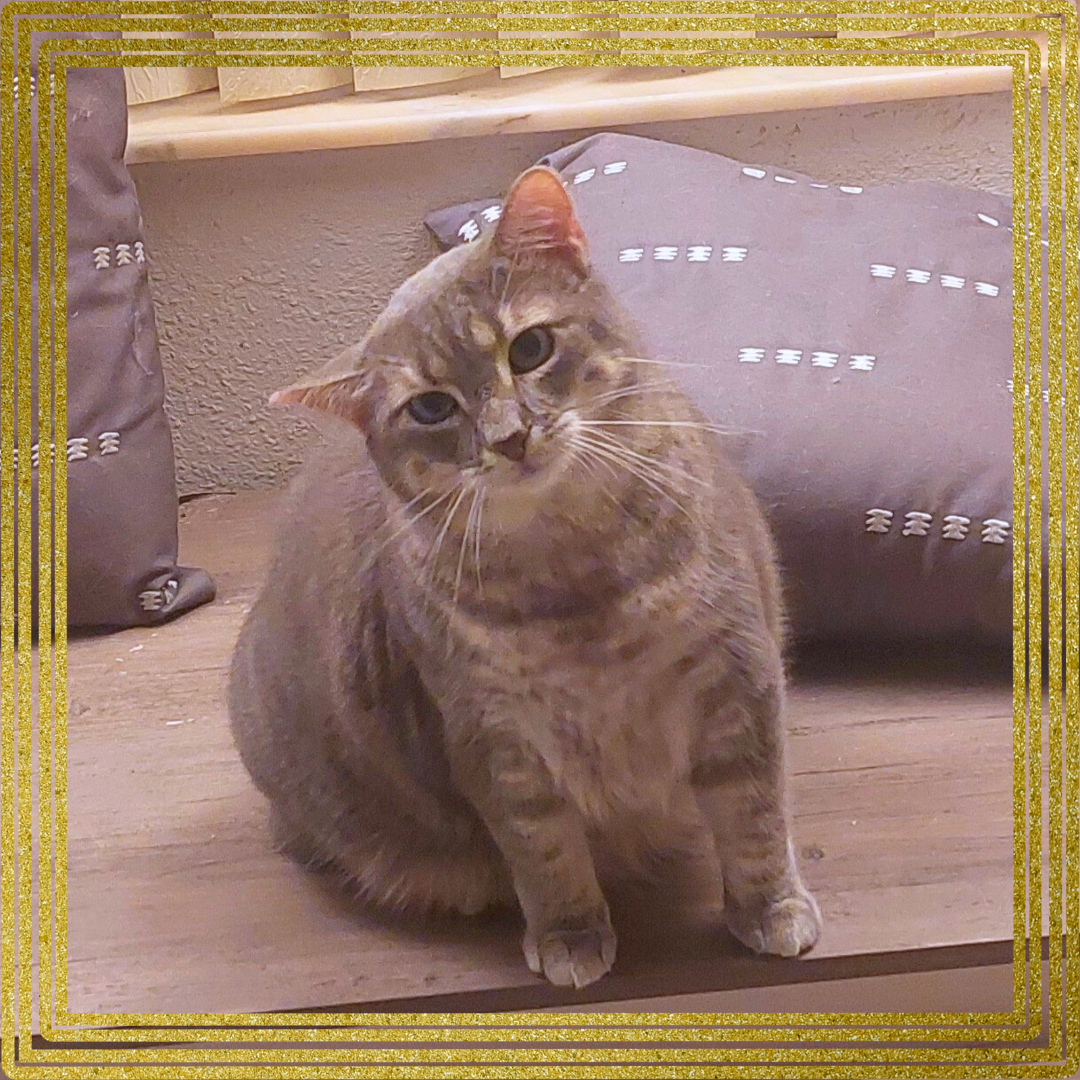 Meowlica Image
